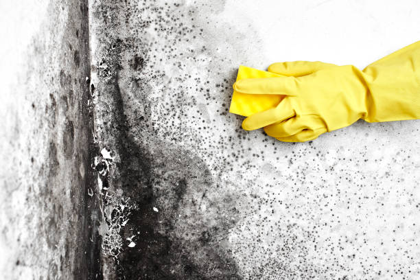 Best Mold Damage Restoration  in Elkhart, KS