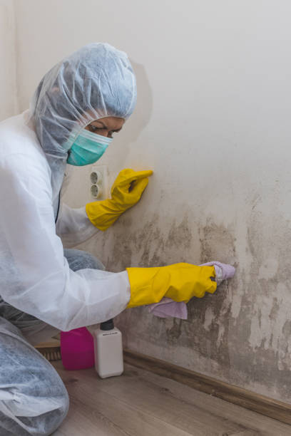 Best Mold Remediation for Healthcare Facilities  in Elkhart, KS
